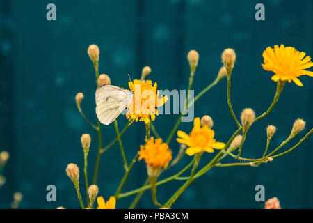 white butterfly on yellow flower summer nature Stock Photo