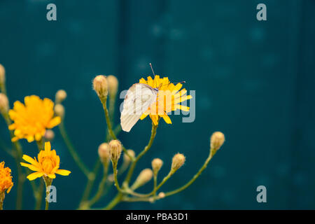 white butterfly on yellow flower summer nature Stock Photo