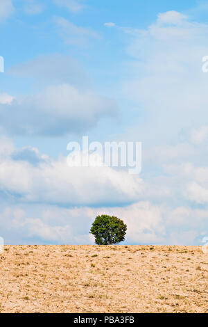a lonely tree in a field against a clear blue sky Stock Photo