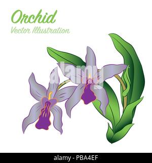 Isolated orchid flowers on white background. Floral tropical design element - Vector Illustration. Stock Vector