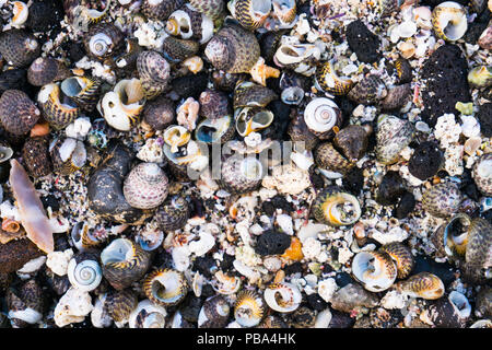 Colorful seashells background with black lava rock on beach Stock Photo