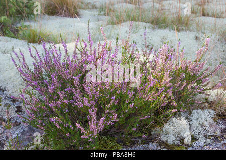 Heather flowers growing among reindeer lichen Stock Photo