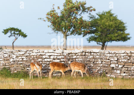 Fallow deer  bucks walking at a stone wall Stock Photo
