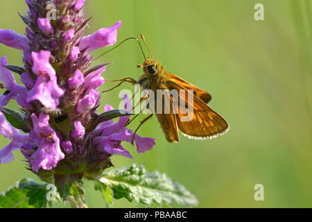 Butterfly Skipper, Hesperiidae, sitting on a wildflower and feeding on nectar Stock Photo