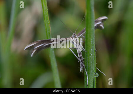 Gray plume moth, Pterophoridae, sitting on a plant stem Stock Photo