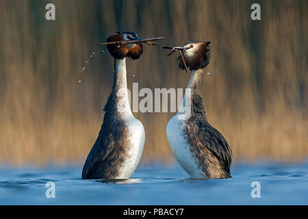 Great Crested Grebe (Podiceps cristatus) pair in courtship weed dance during courtship close to a reedbed. The Netherlands. April. Stock Photo