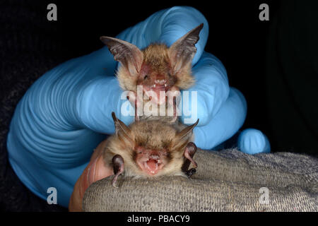 Bechstein's bat (Myotis bechsteinii) held above a Natterer's bat (Myotis nattereri)  for comparison during an autumn swarming survey run by the Wiltshire Bat Group, near Box, Wiltshire, UK, September. Model released. Stock Photo