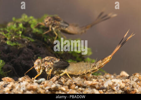 Summer mayfly nymphs (Siphlonurus lacustris), Europe, May.  Controlled conditions. Stock Photo