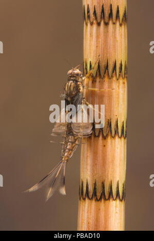 Summer mayfly nymph (Siphlonurus lacustris), Europe, May.  Controlled conditions. Stock Photo
