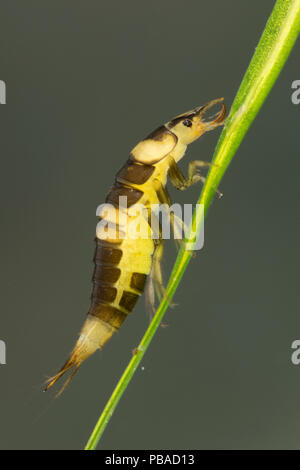 Diving beetle larva (Hyphydrus ovatus), Europe, June.  Controlled conditions. Stock Photo