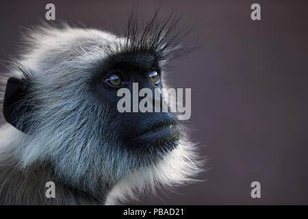 Southern plains grey langur / Hanuman langur (Semnopithecus dussumieri) female portrait. Jodhpur, Rajasthan, India. March. Stock Photo