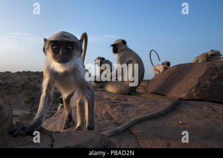 Southern plains grey langur / Hanuman langur (Semnopithecus dussumieri) juvenile approaching with curiosity. Jodhpur, Rajasthan, India. March. Stock Photo