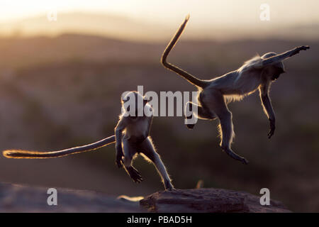 Southern plains grey langur / Hanuman langur (Semnopithecus dussumieri) juveniles playing at sunrise, Jodhpur, Rajasthan, India. March. Stock Photo