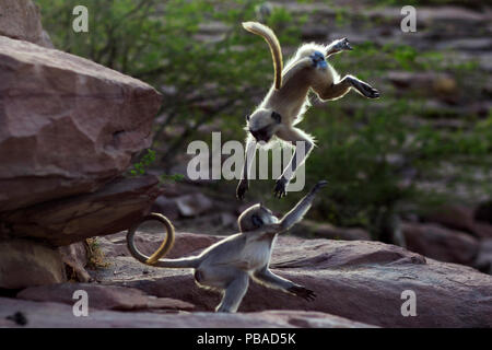 Southern plains grey langur / Hanuman langur (Semnopithecus dussumieri) juveniles playing. Jodhpur, Rajasthan, India. March. Stock Photo