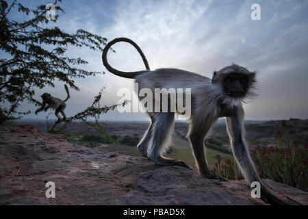 Southern plains grey langur / Hanuman langur (Semnopithecus dussumieri) juvenile approaching with curiosity. Jodhpur, Rajasthan, India. March. Stock Photo