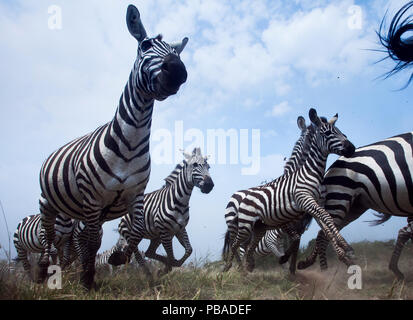 Common or Plains zebra (Equus quagga burchellii) herd on the move, wide angle perspective taken with a remote camera. Maasai Mara National Reserve, Kenya. Stock Photo