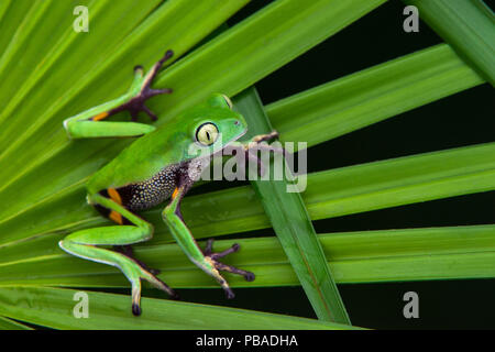 Agua Rica leaf frog (Phyllomedusa ecuatoriana) captive, endemic to Agua Rica, Ecuador. Endangered species. Stock Photo