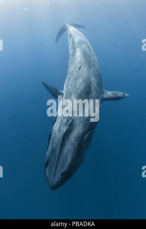 Pygmy blue whale (Balaenoptera musculus brevicauda) diving with pelagic fish (likely yellowfin tuna or similar open ocean predatory species) visible in the background, Sri Lanka, Indian Ocean. Stock Photo