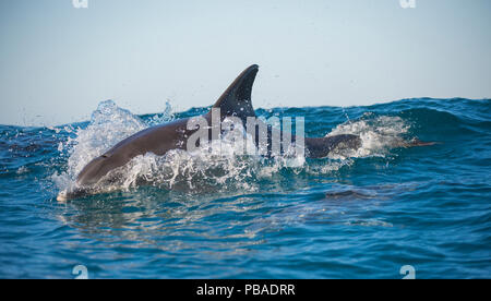 Bottlenose dolphin (Tursiops truncatus) porpoising at surface, Port St Johns, South Africa Stock Photo