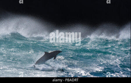 Bottlenose dolphins (Tursiops truncatus) porpoising in waves, Port St Johns, South Africa Stock Photo