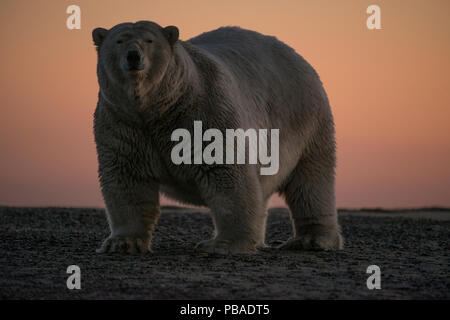 Polar bear (Ursus maritimus) portrait against sky at sunset, Bernard Spit, off the 1002 Area, Arctic National Wildlife Refuge, North Slope, Alaska, USA, September. Vulnerable species. Stock Photo