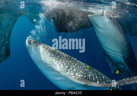 Whale sharks (Rhincodon typus) feeding at Bagan (floating fishing platform) Cenderawasih Bay, West Papua, Indonesia. Bagan fishermen see whale sharks as good luck and often feed them baitfish. This is now developing into a tourist attraction Stock Photo
