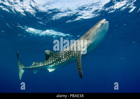 Whale shark (Rhincodon typus) Cenderawasih Bay, West Papua. Indonesia. Stock Photo