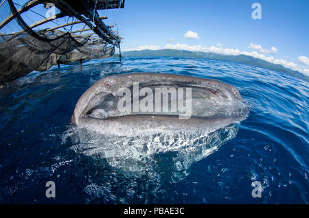 Whale Shark (Rhincodon typus) feeding at Bagan (floating fishing platform),  Cenderawasih Bay, West Papua, Indonesia. Winner of the Man and Nature Portfolio Award in the Terre Sauvage Nature Images Awards Competition 2015. Stock Photo