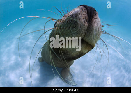 Juvenile Australian sea lion (Neophoca cinerea) approaching with curiosity, with details of whiskers, Carnac Island, Western Australia. Stock Photo