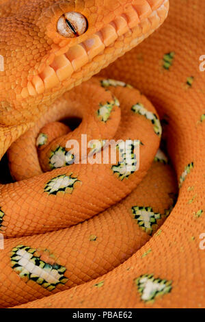 Emerald tree Boa (Corallus batesii) close up portrait of juvenile whilst hanging on a branch. Tambopata, Madre de Dios, Peru. Stock Photo