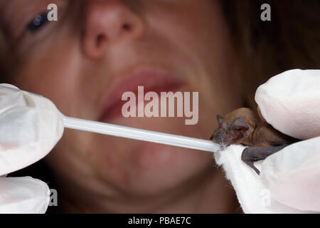 Samantha Pickering feeding a rescued week-old abandoned Common pipistrelle bat pup (Pipistrellus pipistrellus) with goat's milk from a pipette, North Devon Bat Care, Barnstaple, Devon, UK, June 2016. Model released Stock Photo