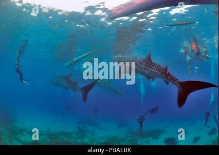 Whale sharks (Rhincodon typus) gather around small fishing boats in the morning as local fishermen feed them shrimp, watched by tourists, Oslob, Sulu Sea, Philippines Stock Photo