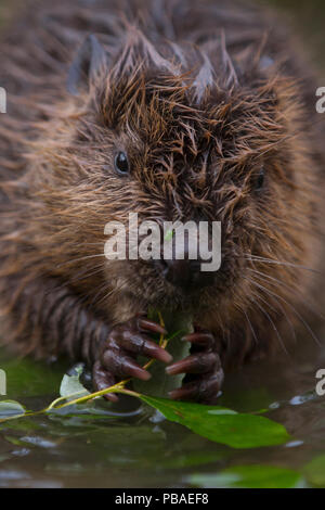 European Beaver (Castor fiber) juvenile (two month old) sitting in shallow water feeding on willow twig , Bavaria, Germany, July. Stock Photo