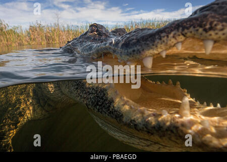 American Alligator (Alligator mississippiensis) split level, Everglades, USA, January. Stock Photo