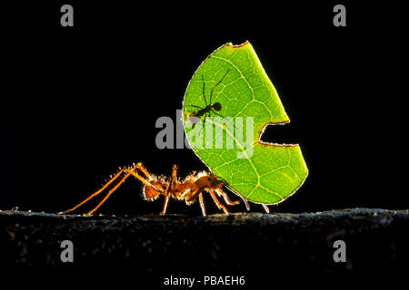 Leaf-cutter ant (Atta cephalotes) carrying pieces of leaf that they have harvested back to their underground fungus garden in their nest, Osa Peninsula, Costa Rica Stock Photo