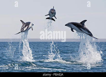 Dusky dolphins (Lagenorhynchus obscurus) group of three porpoising, Puerto Madryn, Peninsula Valdez, Argentina, December. Stock Photo