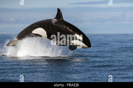 Orca (Orcinus orca) breaching whilst hunting Common dolphin, False Bay, South Africa, April. Stock Photo