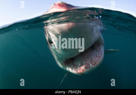 Great white shark (Carcharodon carcharias) split level view, New Zealand, March. Stock Photo