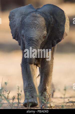 African elephant (Loxodonta africana) calf, Mana Pools National Park, Zimbabwe, October. Stock Photo