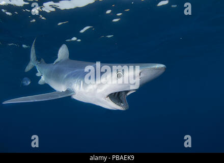 Blue shark (Prionace glauca), Cape Point, South Africa, February. Stock Photo