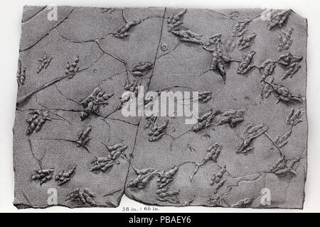 Lithograph of a slab with multiple dinosaur trackways. From 'Ichnology of New England. A Report on the Sandstone of the Connecticut Valley, especially its Fossil Footmarks'. Boston: William White, 1858. The prints were first thought to be tracks of giant birds, but later discovered to be bipedal dinosaur footprints. Stock Photo