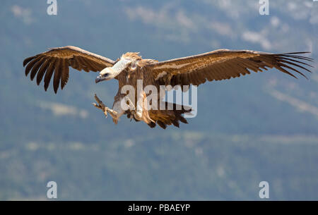 Griffon vulture (Gyps fulvus) coming in to land, Spain, July Stock Photo
