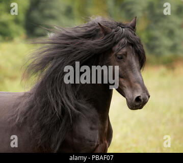 Head portrait of black Merens stallion with long mane running in pasture. Northern France, Europe. February. Stock Photo