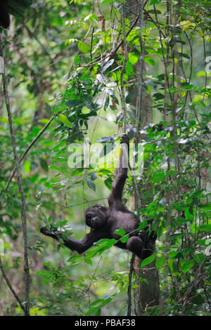 Western lowland gorilla (Gorilla gorilla gorilla) young  gorilla born in the wild to reintroduced gorillas, playing in tree, PPG reintroduction project  managed by Aspinall Foundation, Bateke Plateau National Park, Gabon, June 201 Stock Photo