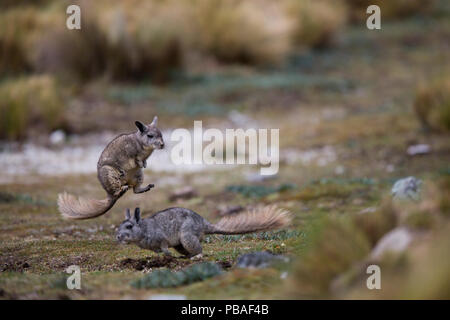 Northern viscacha (Lagidium peruanum) two playing together, Huascaran National Park, Cordillera Blanca, Andes, Peru Stock Photo