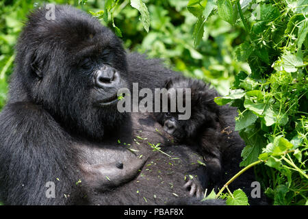 Mountain gorilla (Gorilla beringei beringei) female feeding and nursing her one month old baby. Virunga National Park, Democratic Republic of Congo, Africa Stock Photo