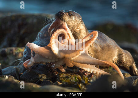 European river otter (Lutra lutra) female bringing octopus ashore for cub, Shetland, Scotland, UK, October. Stock Photo