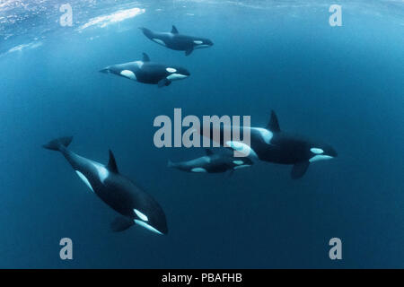 Killer whales / Orcas (Orcinus orca) large pod including calf traveling together while foraging on large schools of Herring (Clupea harengus) in the cold waters of northern Norway, January Stock Photo