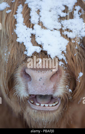 Highland cow close up with mouth open, Glenfeshie, Cairngorms National Park, Scotland, UK, March. Stock Photo