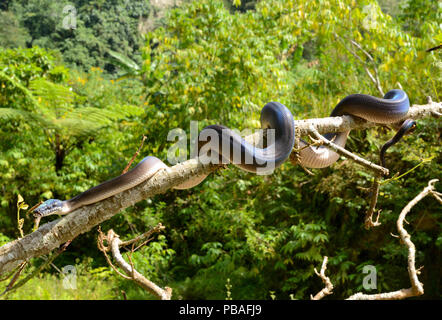 Northern white-lipped python (Leiopython albertisii) in tree, Irian Jaya, Papua New Guinea Stock Photo